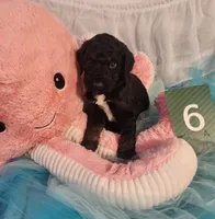 Puppy #6, a male Labradoodle for sale in Toccoa, GA – 5 of 8