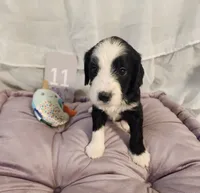 Puppy #11, a female Sheepadoodle for sale in Toccoa, GA – 2 of 4
