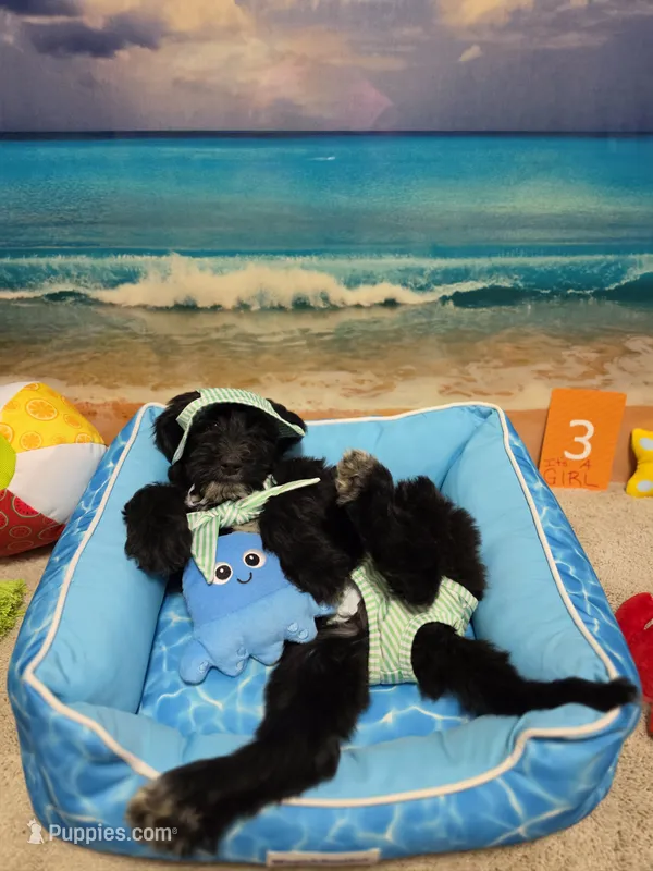 Puppy #3 – Labradoodle puppy for sale in Toccoa, GA