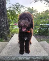 Puppy #8 🤩 Brownie 🤎, a male Labradoodle for sale in Toccoa, GA – 2 of 10