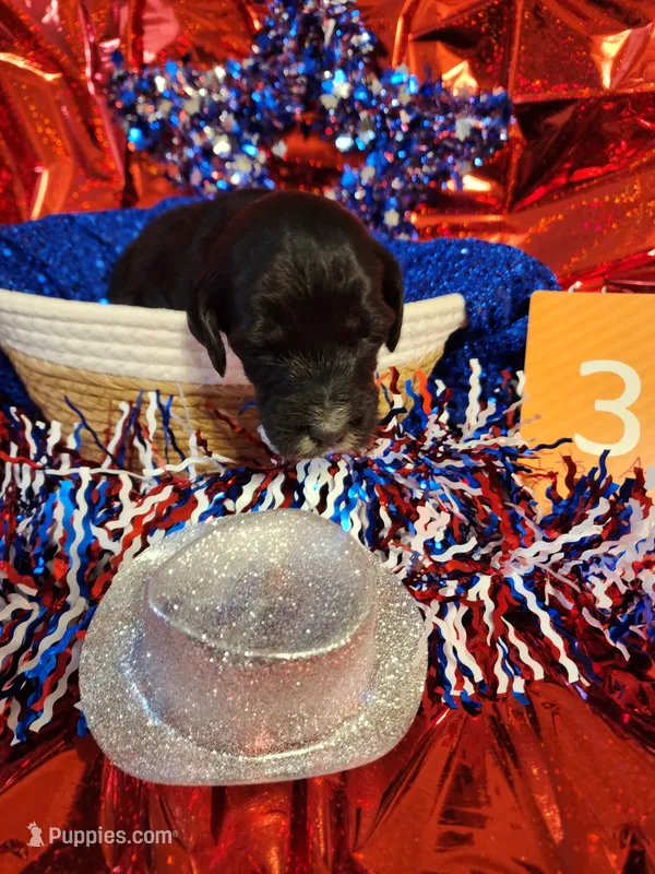 Puppy #3 – Labradoodle puppy for sale in Toccoa, GA