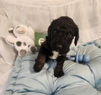 Puppy #6, a male Labradoodle for sale in Toccoa, GA – 6 of 8
