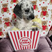 Pepper WEEKEND SALE, a female Dalmatian and Poodle - Standard  for sale in Toccoa, GA – Photo 4 of 9