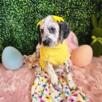 Pepper WEEKEND SALE, a female Dalmatian and Poodle - Standard  for sale in Toccoa, GA – Photo 2 of 9