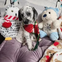 Pepper WEEKEND SALE, a female Dalmatian and Poodle - Standard  for sale in Toccoa, GA – Photo 5 of 9