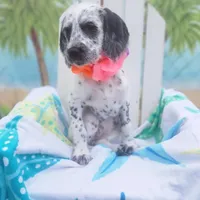 Pepper WEEKEND SALE, a female Dalmatian and Poodle - Standard  for sale in Toccoa, GA – Photo 1 of 9