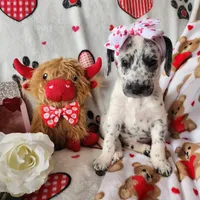 Pepper WEEKEND SALE, a female Dalmatian and Poodle - Standard  for sale in Toccoa, GA – Photo 6 of 9