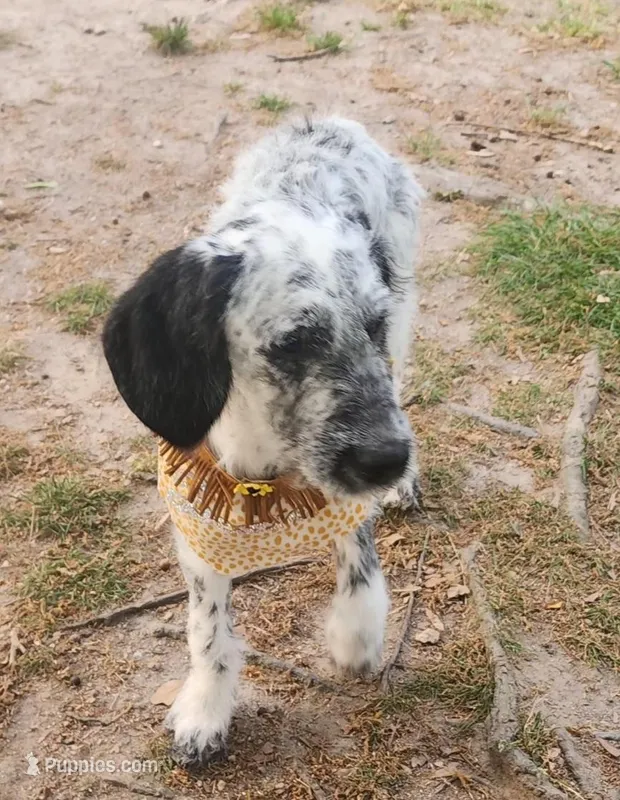 Pepper SPRING SPECIAL  – Dalmatian, Poodle - Standard  puppy for sale in Toccoa, GA