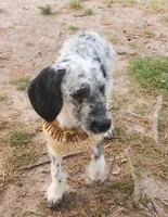 Pepper , a female Dalmatian and Poodle - Standard  for sale in Toccoa, GA – 1 of 10
