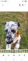 Pepper , a female Dalmatian and Poodle - Standard  for sale in Toccoa, GA – 2 of 10