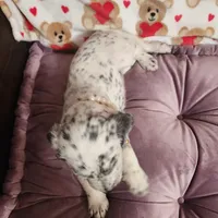 Pepper WEEKEND SALE, a female Dalmatian and Poodle - Standard  for sale in Toccoa, GA – Photo 7 of 9