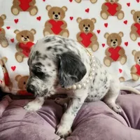 Pepper WEEKEND SALE, a female Dalmatian and Poodle - Standard  for sale in Toccoa, GA – Photo 9 of 9