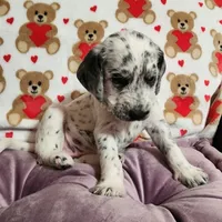 Pepper WEEKEND SALE, a female Dalmatian and Poodle - Standard  for sale in Toccoa, GA – Photo 8 of 9