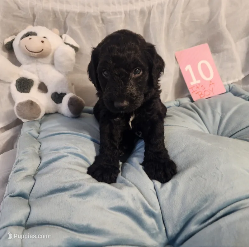 Puppy #10 – Labradoodle puppy for sale in Toccoa, GA