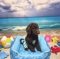 Puppy #8, a male Labradoodle for sale in Toccoa, GA – 1 of 8
