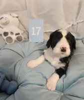 Puppy #17, a male Sheepadoodle for sale in Toccoa, GA – 2 of 4