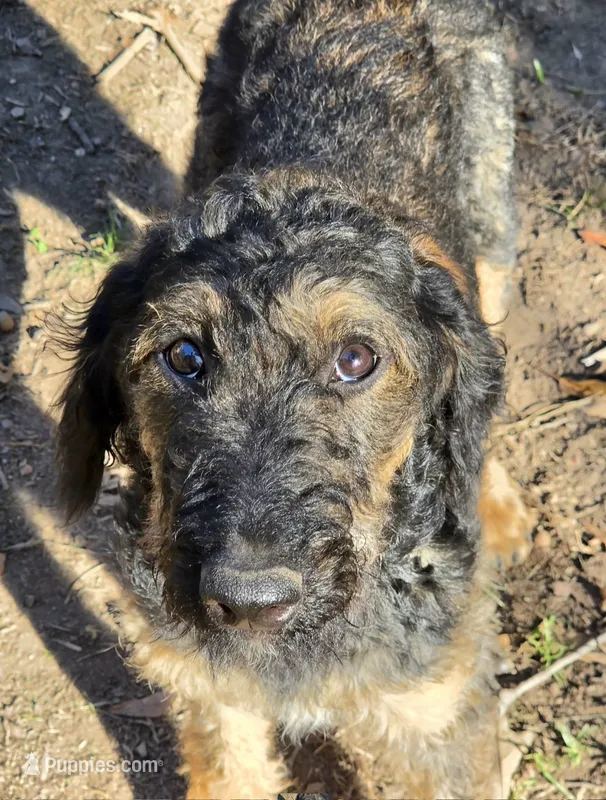 Puppy #2 Honey 🍯  – Labradoodle puppy for sale in Toccoa, GA