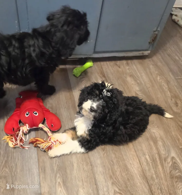 Puppy #13🌟 Mitzi – Sheepadoodle puppy for sale in Toccoa, GA
