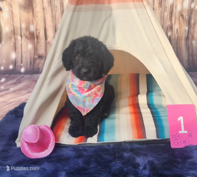 Puppy #1 – Labradoodle puppy for sale in Toccoa, GA