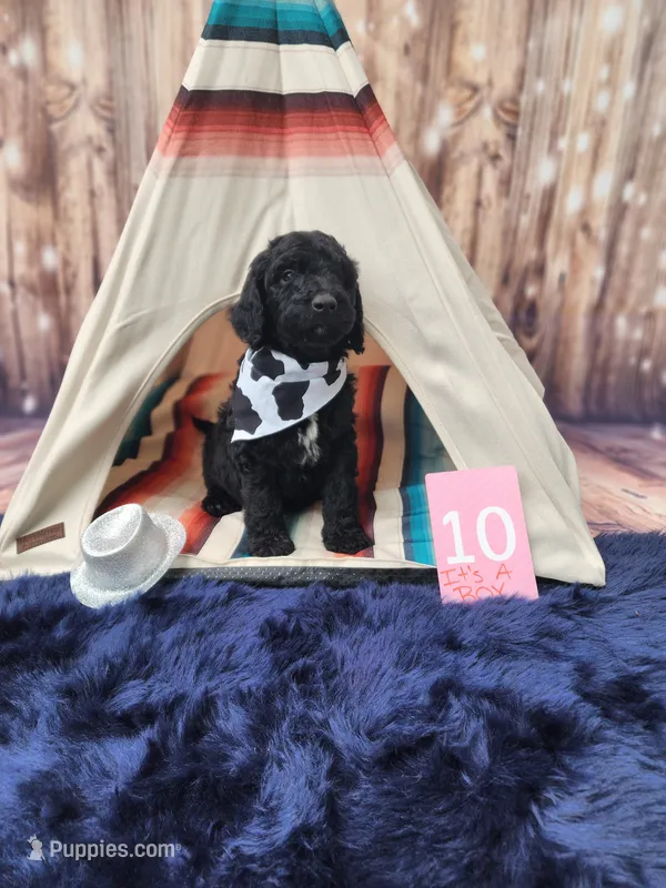 Puppy #10 – Labradoodle puppy for sale in Toccoa, GA
