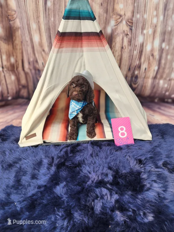 Puppy #8 – Labradoodle puppy for sale in Toccoa, GA