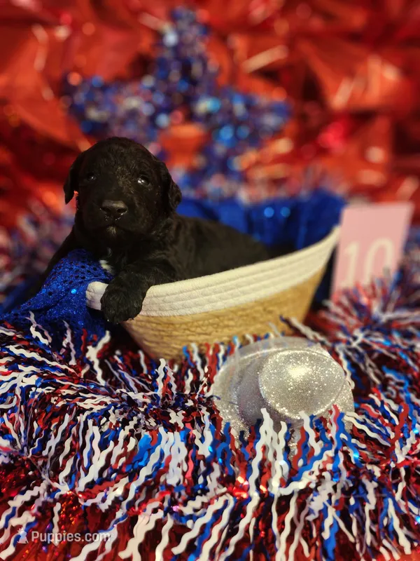 Puppy #10 – Labradoodle puppy for sale in Toccoa, GA