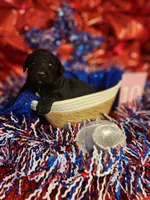 Puppy #10, a male Labradoodle for sale in Toccoa, GA – 1 of 2