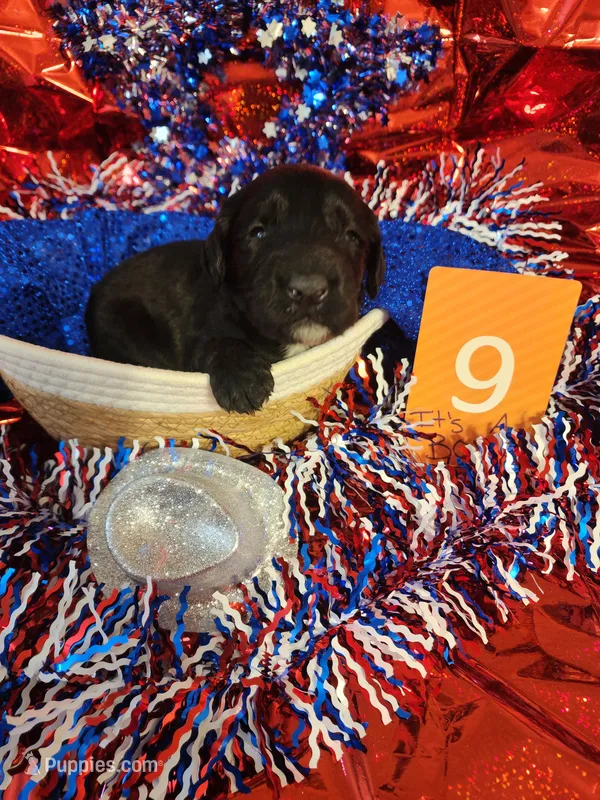 Puppy #9 – Labradoodle puppy for sale in Toccoa, GA