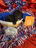 Puppy #9, a male Labradoodle for sale in Toccoa, GA – 1 of 3