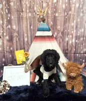 Puppy #5, a male Labradoodle for sale in Toccoa, GA – 2 of 8