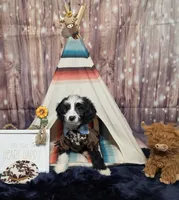 Puppy #11 💝Bailey, a female Sheepadoodle for sale in Toccoa, GA – 3 of 9