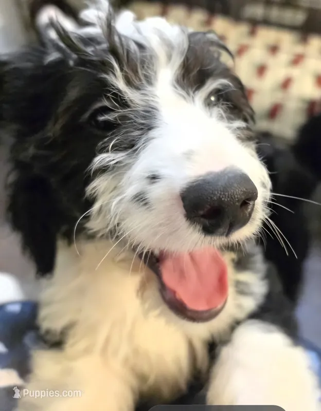Puppy #17 🐻Bear – Sheepadoodle puppy for sale in Toccoa, GA