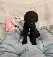 Puppy #4, a male Labradoodle for sale in Toccoa, GA – 3 of 5