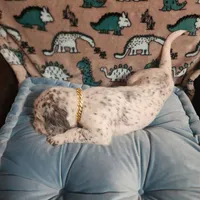  Roly-Poly WEEKEND SALE , a male Dalmatian and Poodle - Standard  for sale in Toccoa, GA – Photo 8 of 9