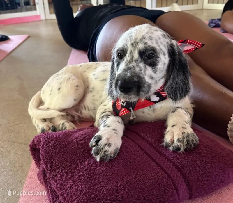  Roly-Poly SPRING SPECIAL  – Dalmatian, Poodle - Standard  puppy for sale in Toccoa, GA