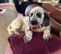 Roly-Poly , a male Dalmatian and Poodle - Standard  for sale in Toccoa, GA – Photo 3 of 10