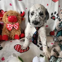  Roly-Poly WEEKEND SALE , a male Dalmatian and Poodle - Standard  for sale in Toccoa, GA – Photo 6 of 9