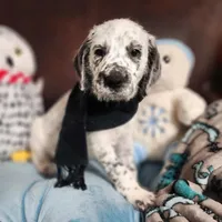  Roly-Poly WEEKEND SALE , a male Dalmatian and Poodle - Standard  for sale in Toccoa, GA – Photo 5 of 9