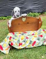  Roly-Poly , a male Dalmatian and Poodle - Standard  for sale in Toccoa, GA – Photo 2 of 10