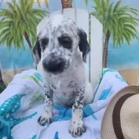  Roly-Poly WEEKEND SALE , a male Dalmatian and Poodle - Standard  for sale in Toccoa, GA – Photo 1 of 9