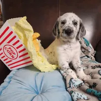  Roly-Poly WEEKEND SALE , a male Dalmatian and Poodle - Standard  for sale in Toccoa, GA – Photo 4 of 9