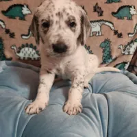  Roly-Poly WEEKEND SALE , a male Dalmatian and Poodle - Standard  for sale in Toccoa, GA – Photo 9 of 9