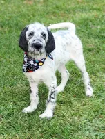  Roly-Poly , a male Dalmatian and Poodle - Standard  for sale in Toccoa, GA – Photo 1 of 10