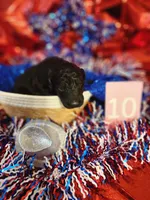 Puppy #10, a male Labradoodle for sale in Toccoa, GA – 2 of 2