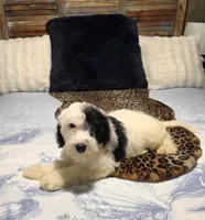 Puppy #14 💖 Precious, a female Sheepadoodle for sale in Toccoa, GA – 6 of 10