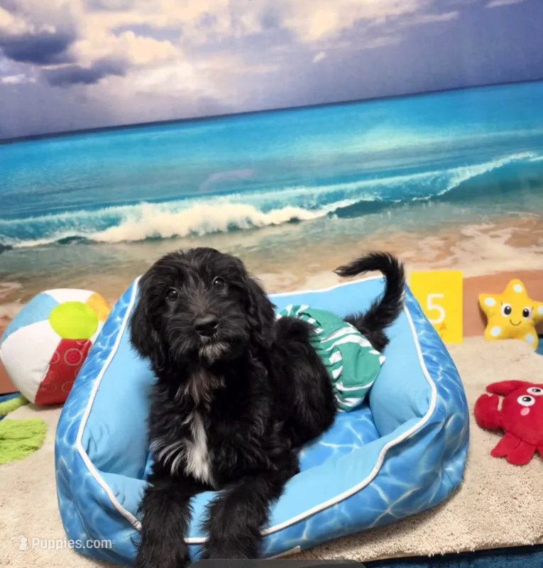 Puppy #5 – Labradoodle puppy for sale in Toccoa, GA