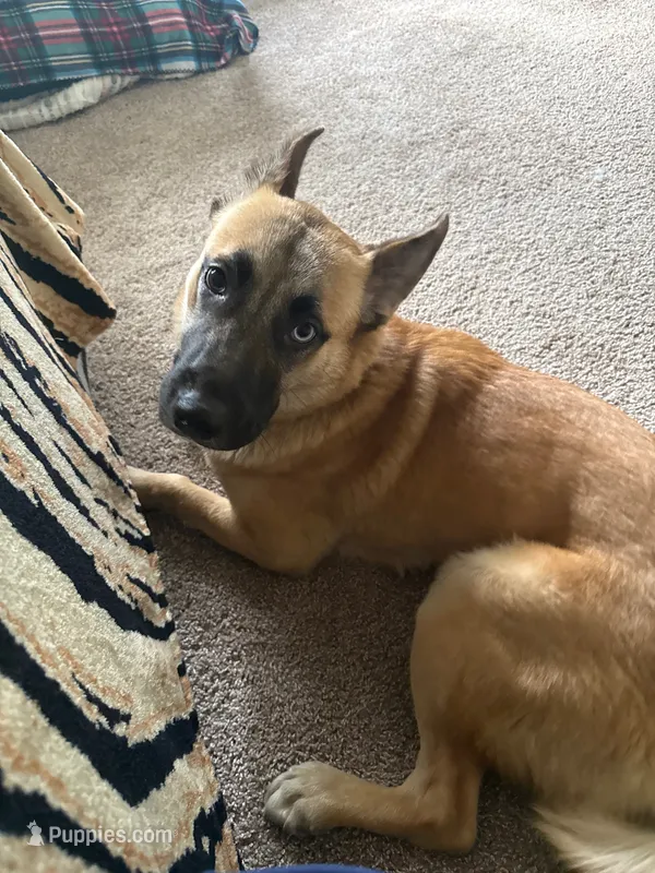 Koyuki – German Shepherd Dog puppy for sale in Toccoa, GA