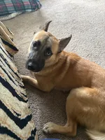 Koyuki, a female German Shepherd Dog for sale in Toccoa, GA – 1 of 3
