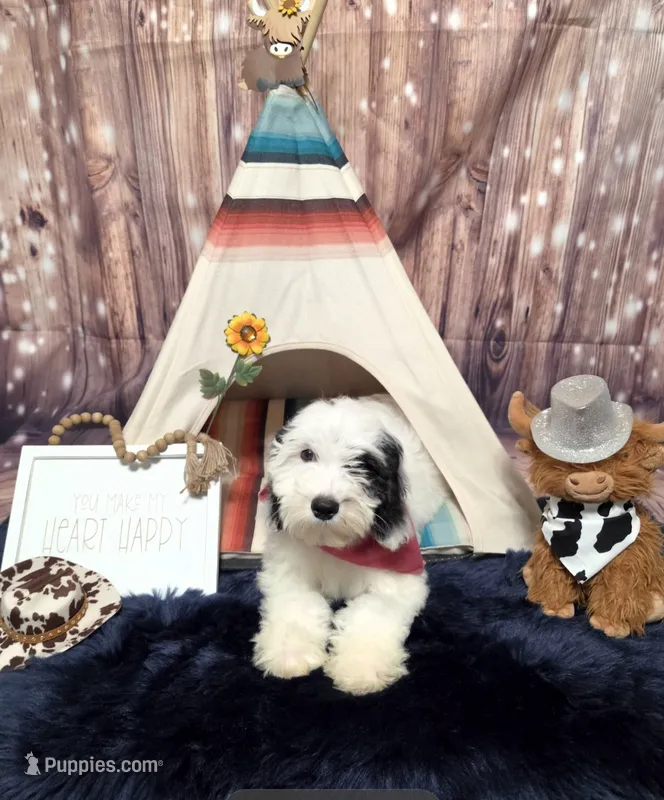 Puppy #12 Snow ❄️ White 👑 – Sheepadoodle puppy for sale in Toccoa, GA