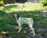 Patch LOVING HOME SPECIAL , a male Dalmatian and Poodle - Standard  for sale in Toccoa, GA – 3 of 10